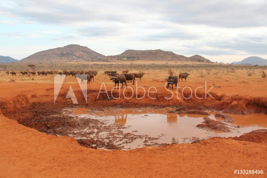 Picture of Bufali in Kenya su terra rossa
